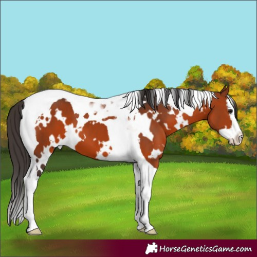 Horse Color:White Spotted Bay Splash Tobiano 
