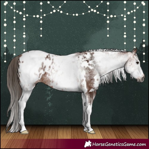 Horse Color:Gray White Spotted Bay Appaloosa Rabicano