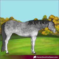 Horse Color:White Spotted Blue Roan 