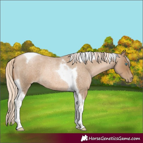 Horse Color:Chocolate Palomino Roan Pearl Tobiano 