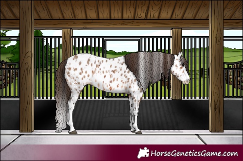 Horse Color:Bay Splash Appaloosa  and Bay Dun Splash Appaloosa 