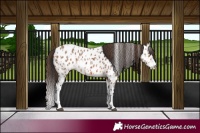 Horse Color:Bay Splash Appaloosa  and Bay Dun Splash Appaloosa 