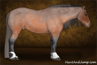 Horse Color:Brown Roan Varnish and Brown Roan Varnish