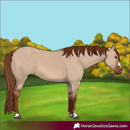 Horse Color:Red Dun