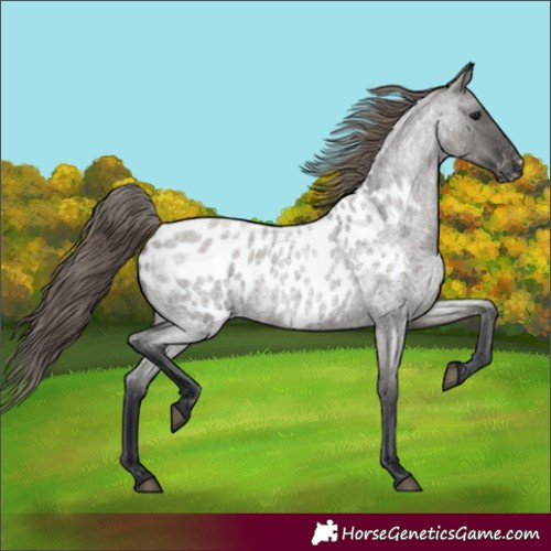 Horse Color:Grullo Roan Appaloosa Rabicano 
