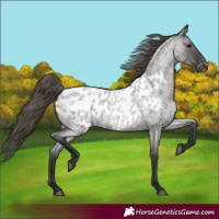 Horse Color:Grullo Roan Appaloosa Rabicano 