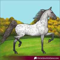 Horse Color:Grullo Roan Appaloosa Rabicano