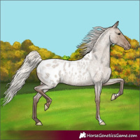 Horse Color:Silver Grullo Roan Appaloosa Rabicano 