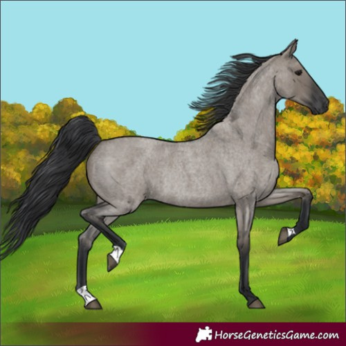 Horse Color:Grullo Roan Rabicano 
