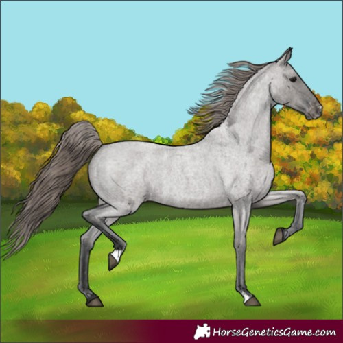 Horse Color:Grullo Roan Varnish 