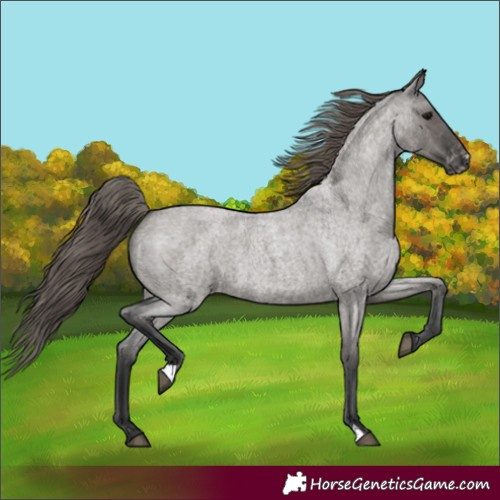 Horse Color:Grullo Roan Appaloosa 