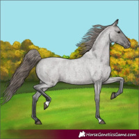 Horse Color:Grullo Roan Varnish