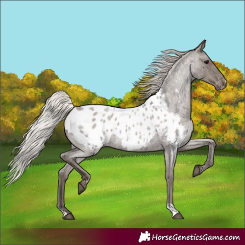 Horse Color:Silver Blue Roan Near Leopard Rabicano 