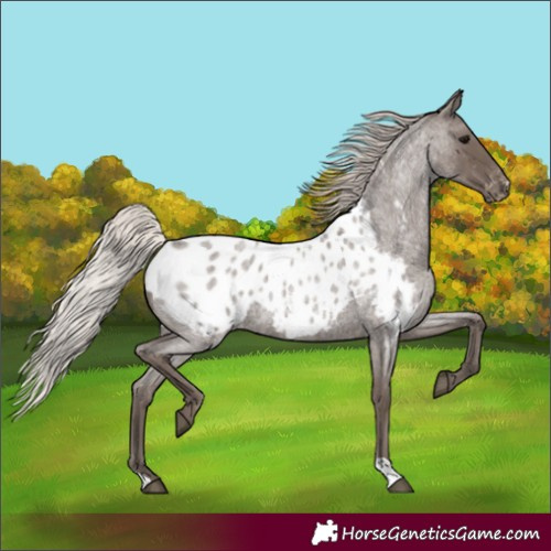 Horse Color:Silver Blue Roan Appaloosa Rabicano 
