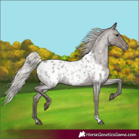 Horse Color:Silver Blue Roan Near Leopard Rabicano