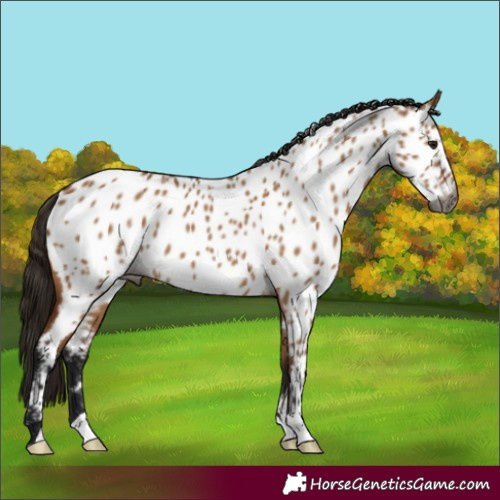 Horse Color:Gray Bay Dun Appaloosa 