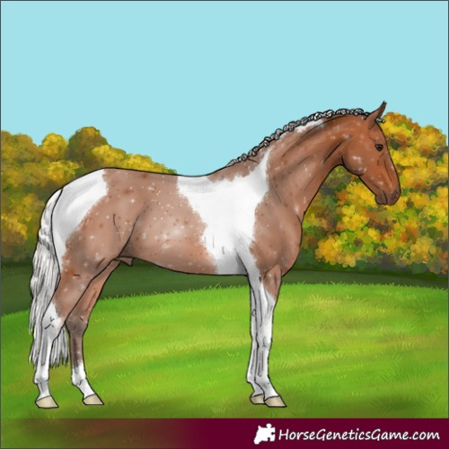 Horse Color:Silver Bay Tobiano