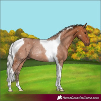 Horse Color:Silver Bay Tobiano 
