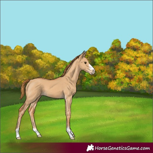 Horse Color:Red Dun 