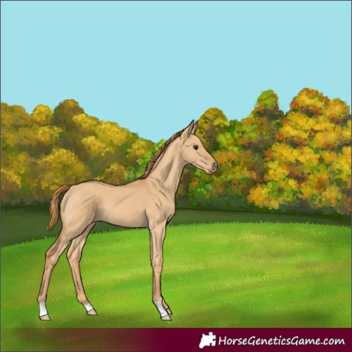 Horse Color:Red Dun 