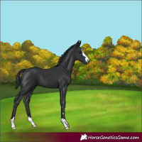 Horse Color:Black 