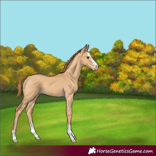 Horse Color:Red Dun 