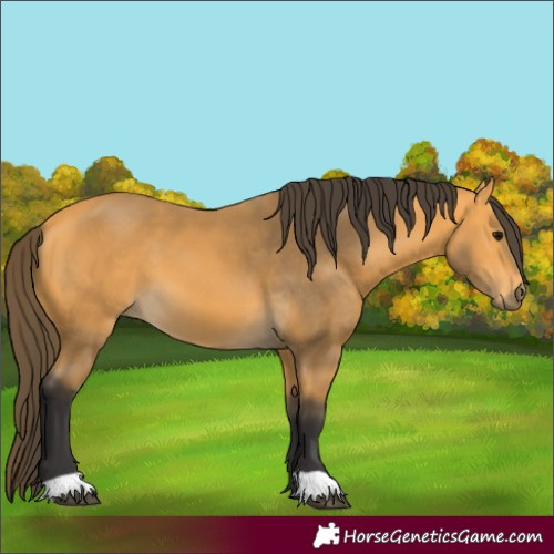 Horse Color:Buckskin 