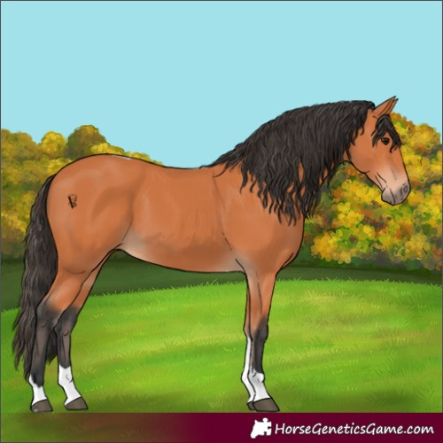 Horse Color:Bay Tobiano 
