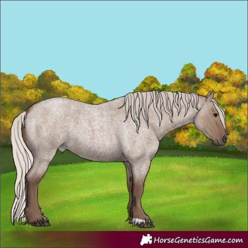 Horse Color:Silver Grullo Roan 