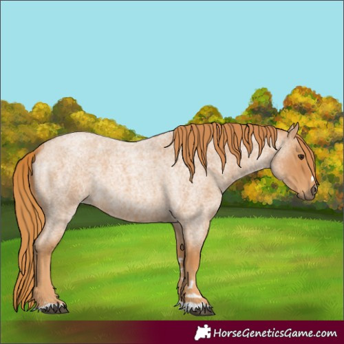 Horse Color:Red Roan 