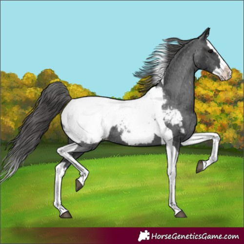 Horse Color:Black Splash Tobiano Snowcap 