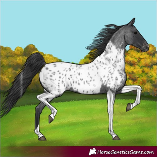 Horse Color:Blue Roan Tobiano Near Leopard