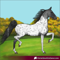 Horse Color:Blue Roan Tobiano Appaloosa