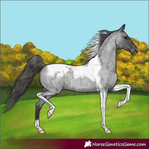 Horse Color:Blue Roan Tobiano Blanket 