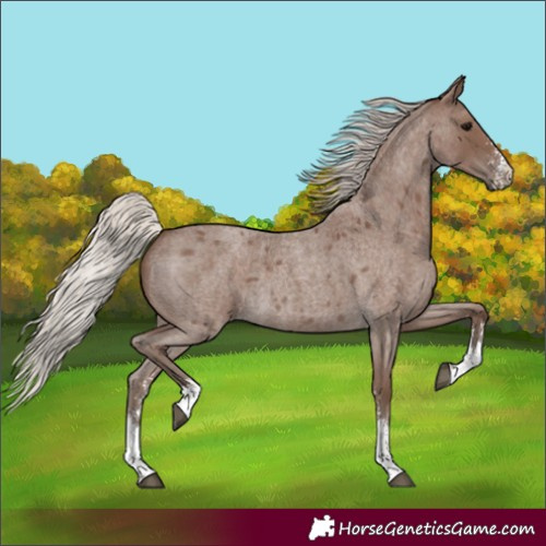 Horse Color:Silver Blue Roan Sabino 