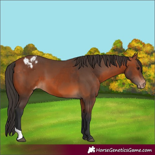 Horse Color:Bay Appaloosa and Bay Appaloosa