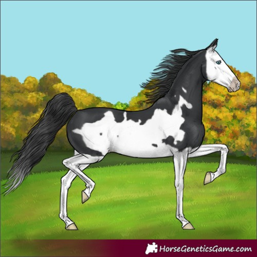 Horse Color:Black Splash Frame 