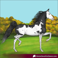 Horse Color:Black Splash Frame