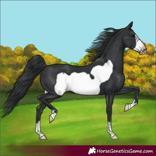 Horse Color:Black Frame 