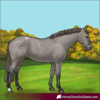 Horse Color:Grullo Varnish