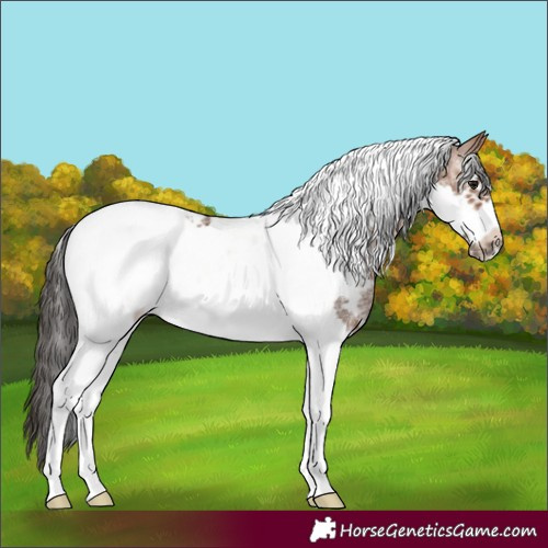 Horse Color:Bay Sabino Tobiano Frame 