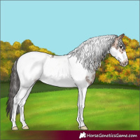 Horse Color:Bay Sabino Tobiano Frame