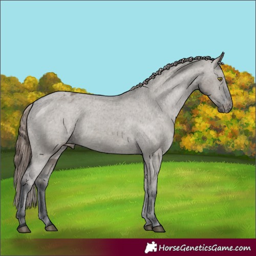 Horse Color:Grullo Appaloosa 
