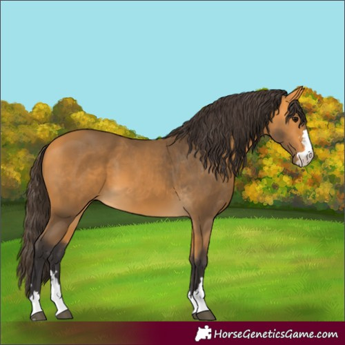 Horse Color:Unknown 