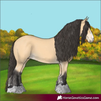 Horse Color:Buckskin 