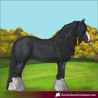 Horse Color:Black 