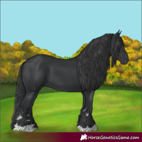 Horse Color:Black 