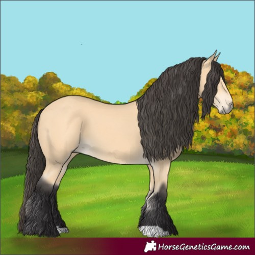 Horse Color:Buckskin 