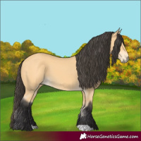 Horse Color:Buckskin 