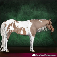 Horse Color:Silver Brown Dun Tobiano Appaloosa 